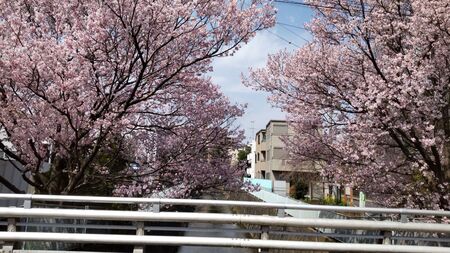 本社ビル前にある麻生川は桜並木で有名です